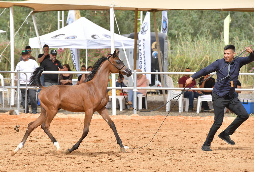 Filly Foal: Yakeen Al Anaan