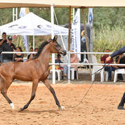 Filly Foal: Yakeen Al Anaan