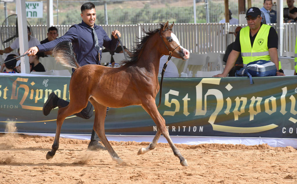 Filly Foal: Oriana MP