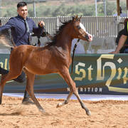 Filly Foal: Oriana MP