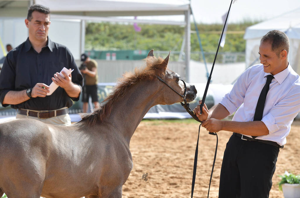 Filly Foal: Eliana AF