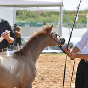 Filly Foal: Eliana AF