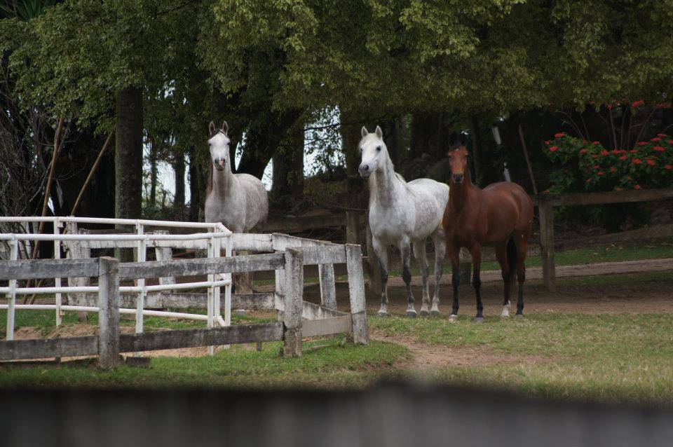 2018 BRAZILIAN FARM TOUR - HARAS AL HOSCAN