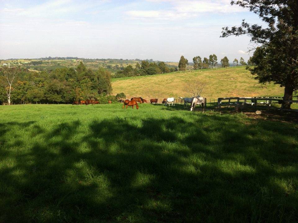 2018 BRAZILIAN FARM TOUR - HARAS AL HOSCAN