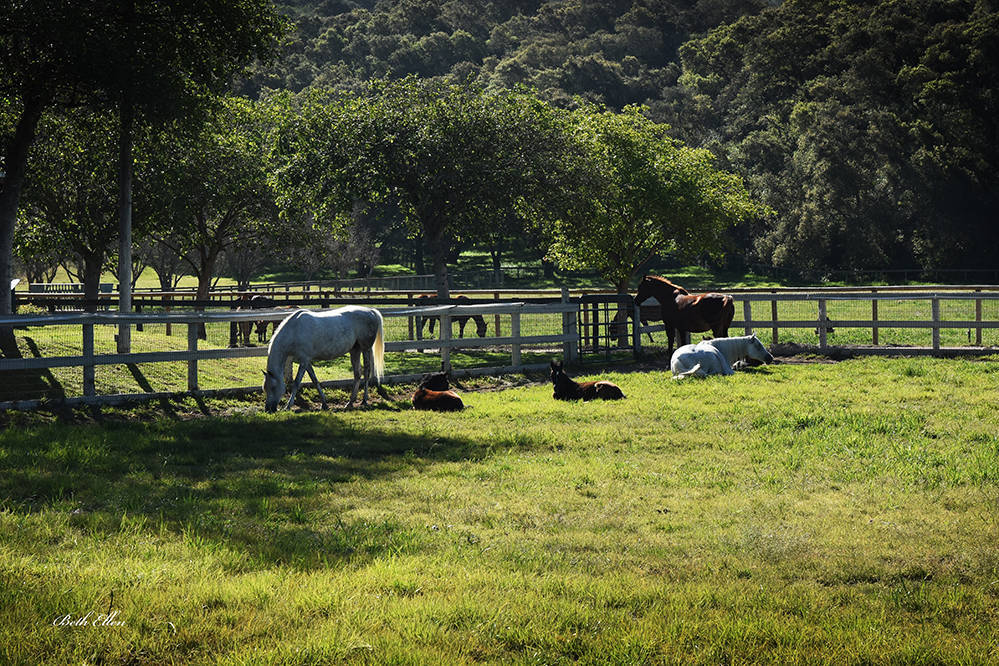 Varian Arabians Hands-On Clinic