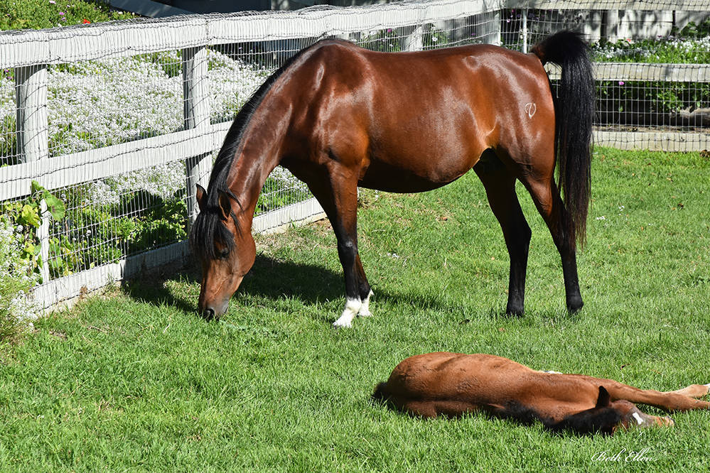 Varian Arabians Hands-On Clinic