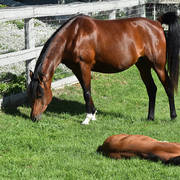 Varian Arabians Hands-On Clinic