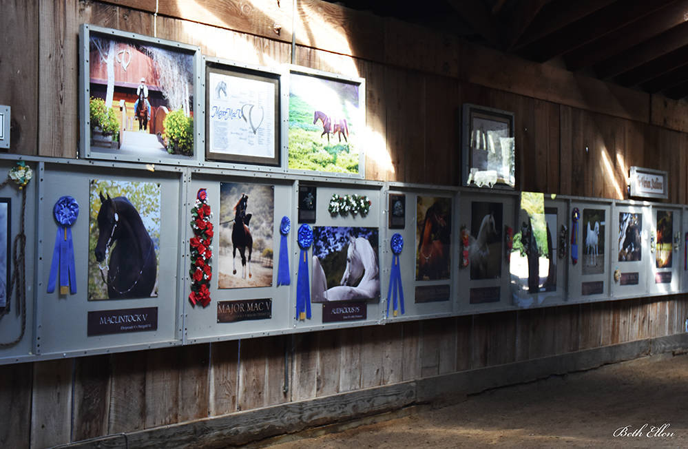 Varian Arabians Hands-On Clinic