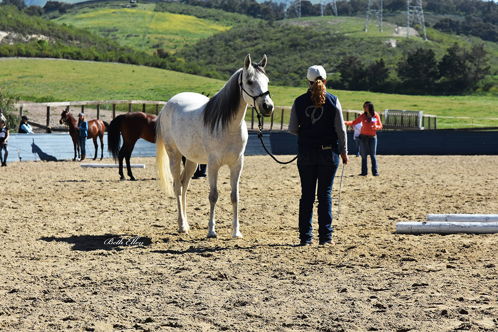 Varian Arabians Hands-On Clinic