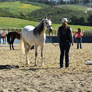 Varian Arabians Hands-On Clinic