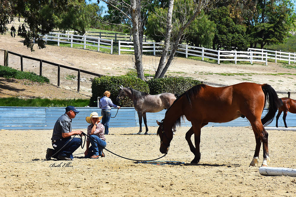 Varian Arabians Hands-On Clinic