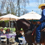 Varian Arabians Hands-On Clinic