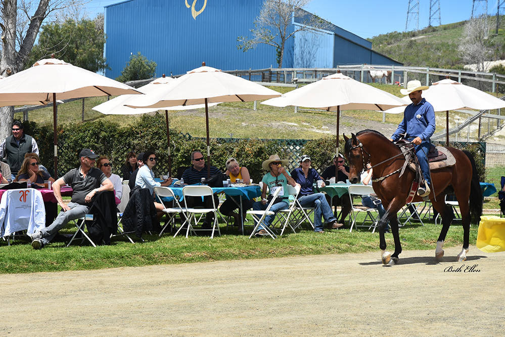 Varian Arabians Hands-On Clinic