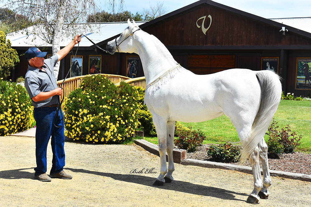 Varian Arabians Hands-On Clinic