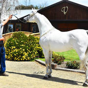Varian Arabians Hands-On Clinic