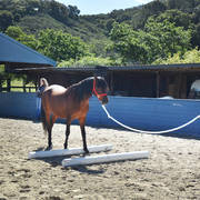Varian Arabians Hands-On Clinic