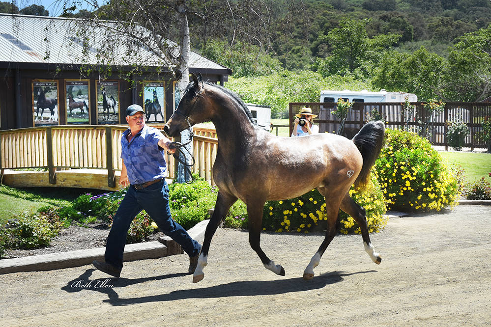 Varian Arabians Hands-On Clinic