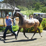 Varian Arabians Hands-On Clinic