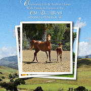 Om El Arab Open House