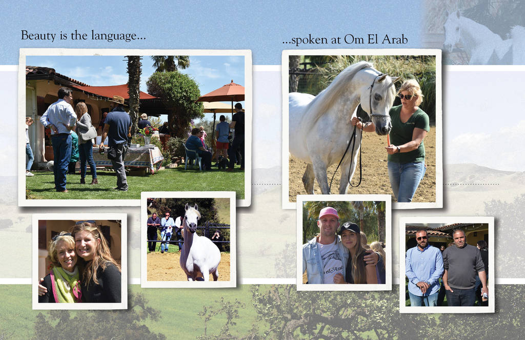 Om El Arab Open House