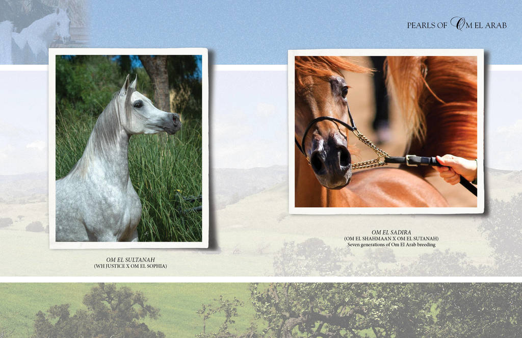 Om El Arab Open House