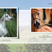 Om El Arab Open House