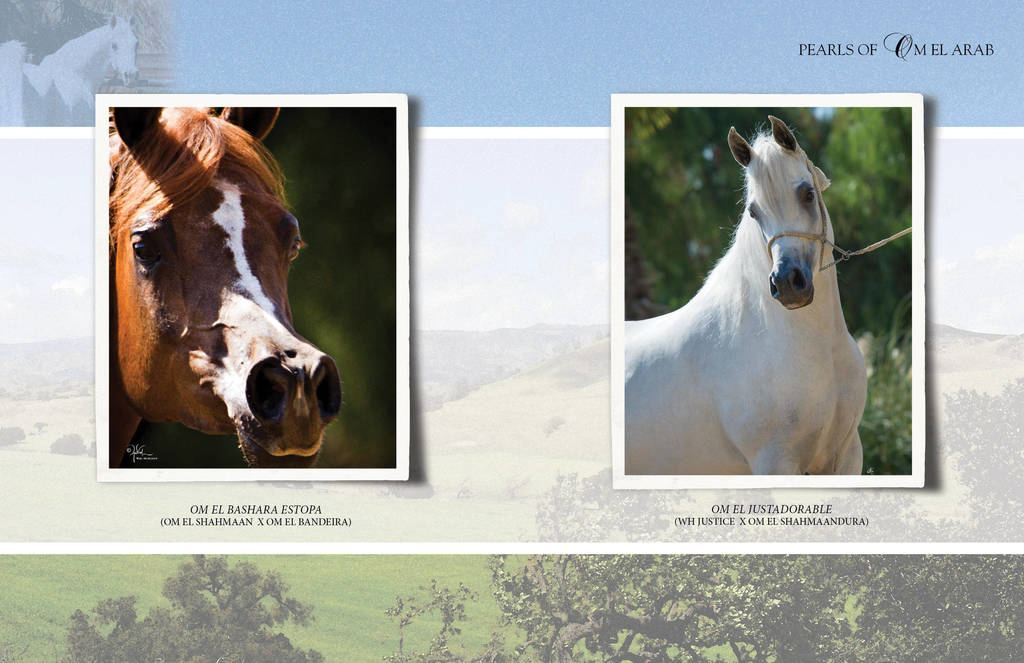 Om El Arab Open House