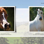 Om El Arab Open House