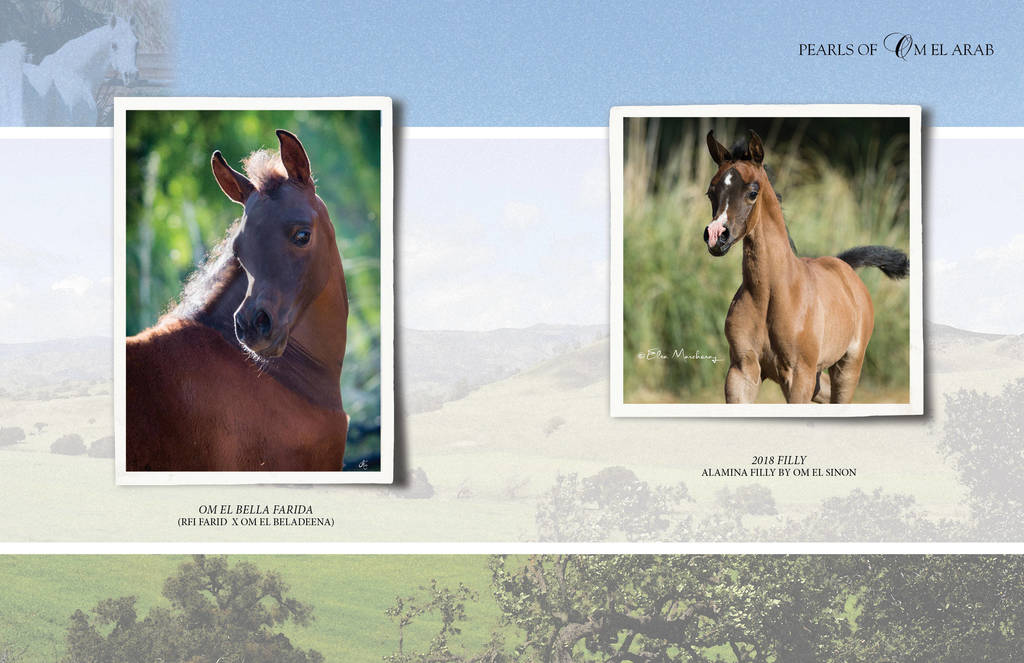 Om El Arab Open House