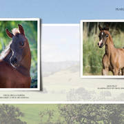 Om El Arab Open House