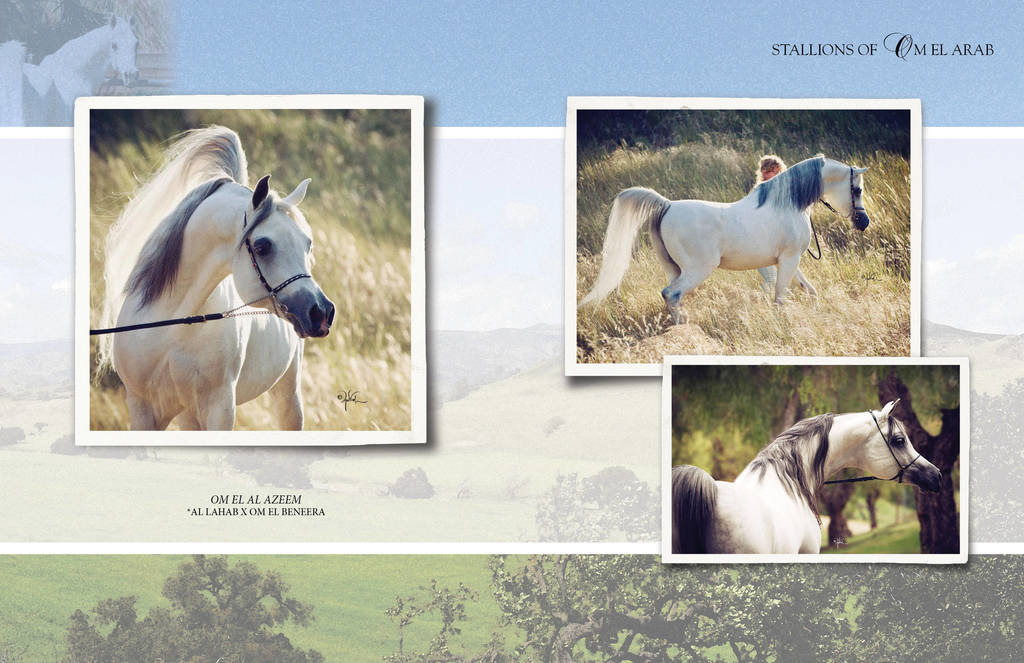 Om El Arab Open House