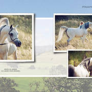 Om El Arab Open House