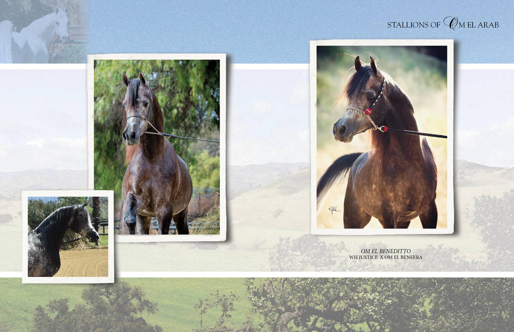 Om El Arab Open House