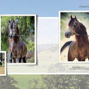 Om El Arab Open House