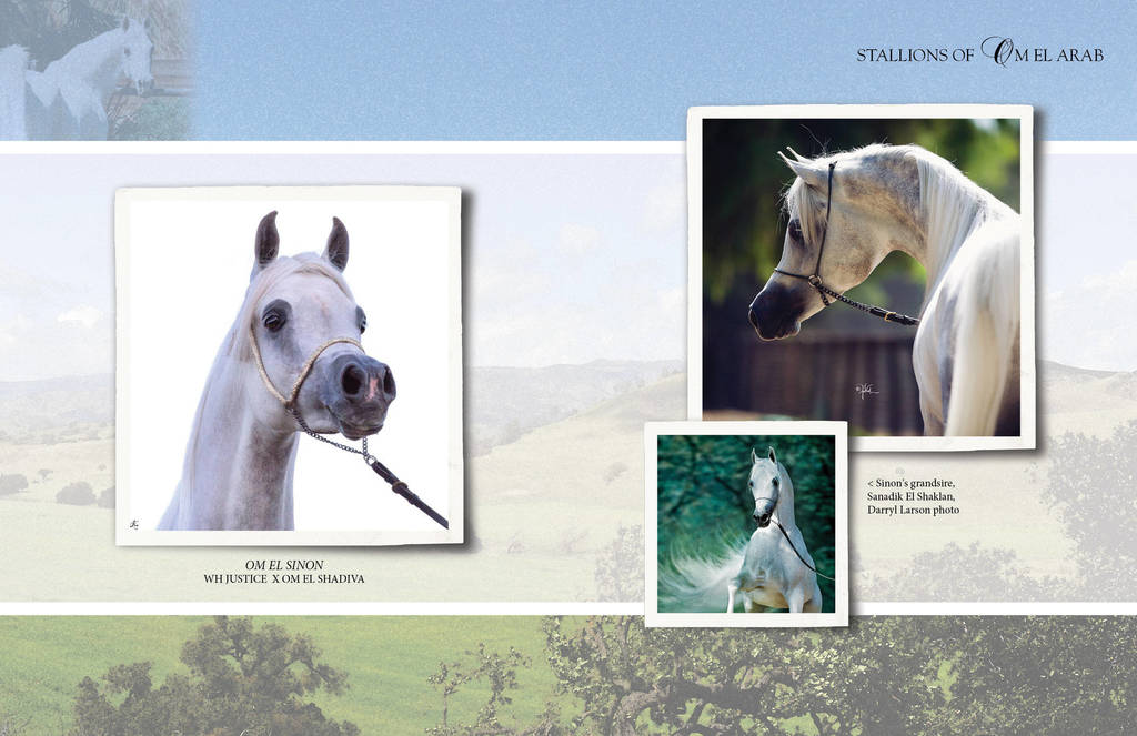 Om El Arab Open House