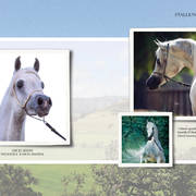 Om El Arab Open House