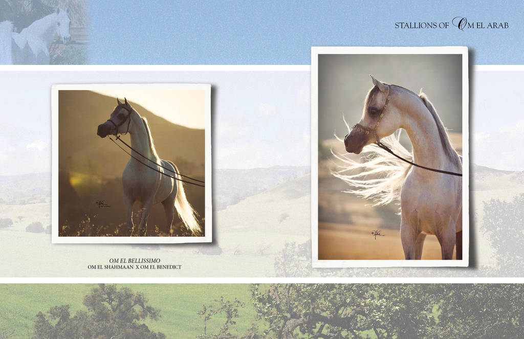 Om El Arab Open House