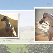 Om El Arab Open House