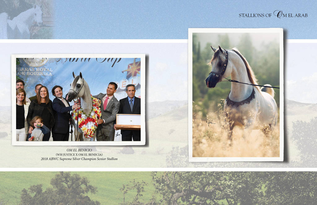 Om El Arab Open House