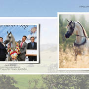 Om El Arab Open House