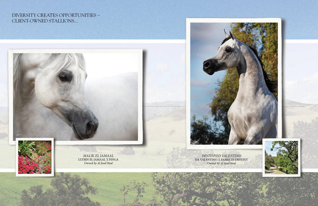 Om El Arab Open House