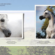 Om El Arab Open House