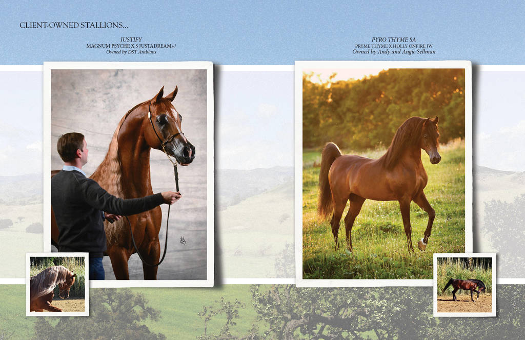 Om El Arab Open House