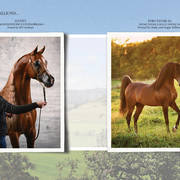 Om El Arab Open House