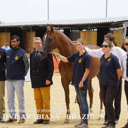 Photos Day Two Menton 2018 Colts and Stallions