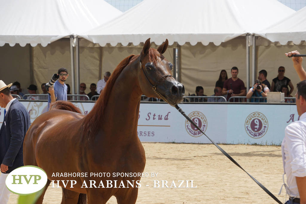 Photos Day Two Menton 2018 Colts and Stallions