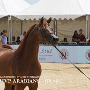 Photos Day Two Menton 2018 Colts and Stallions