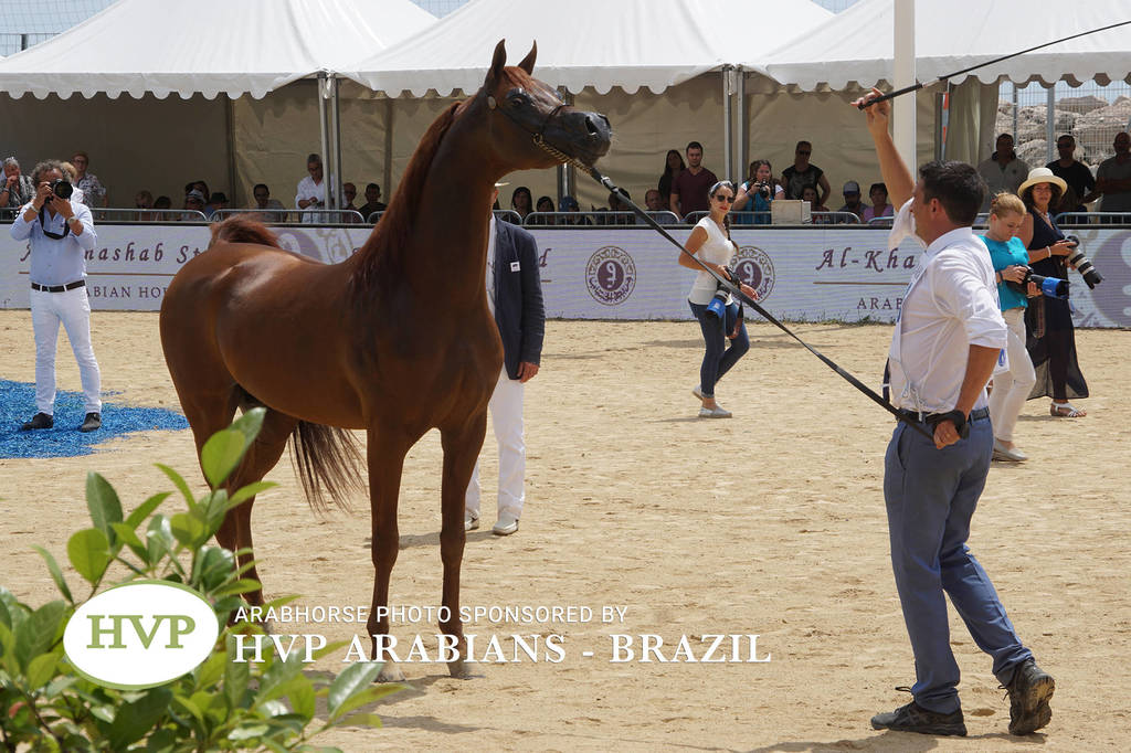 Photos Day Two Menton 2018 Colts and Stallions