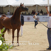 Photos Day Two Menton 2018 Colts and Stallions