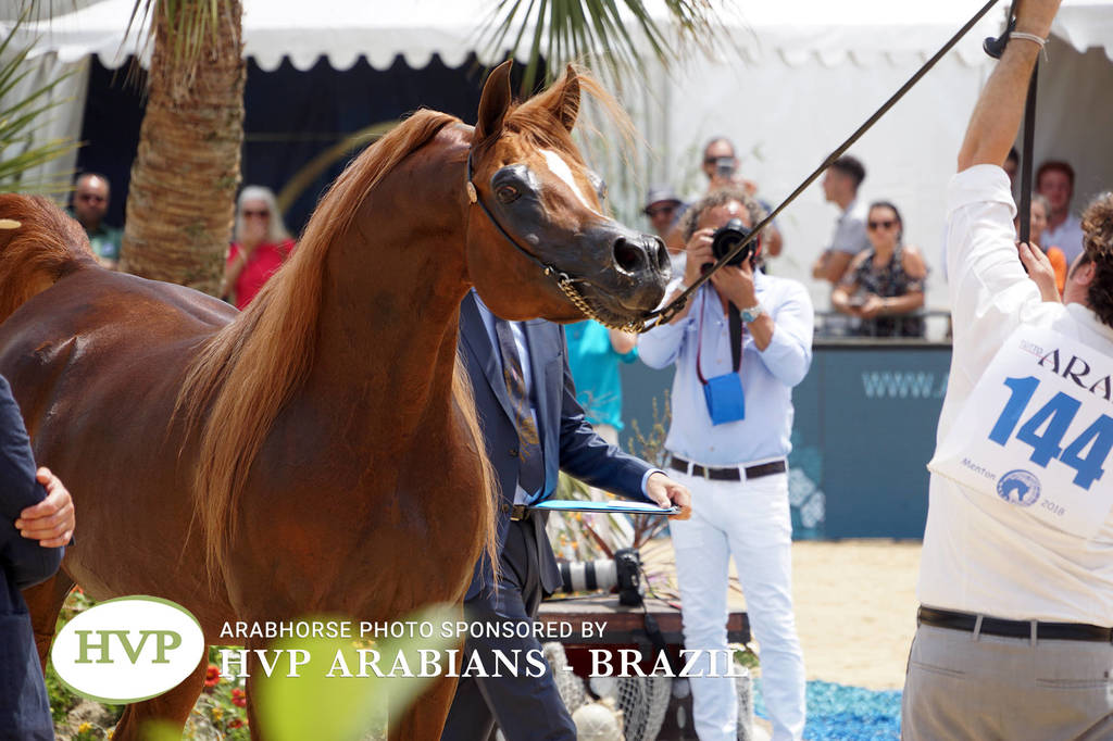 Photos Day Two Menton 2018 Colts and Stallions